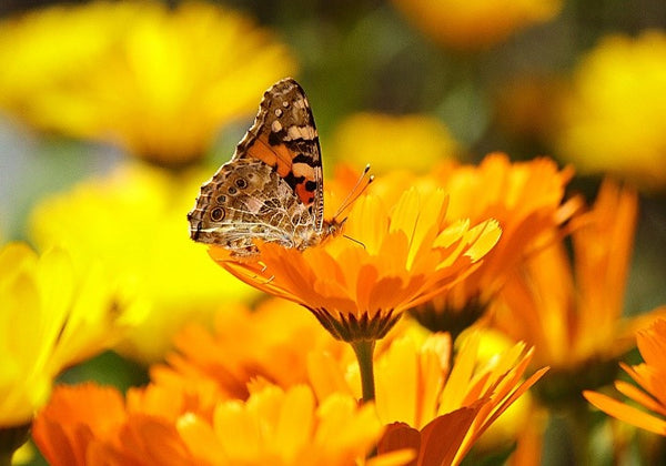 A Trusted Herb for Many Centuries - Calendula